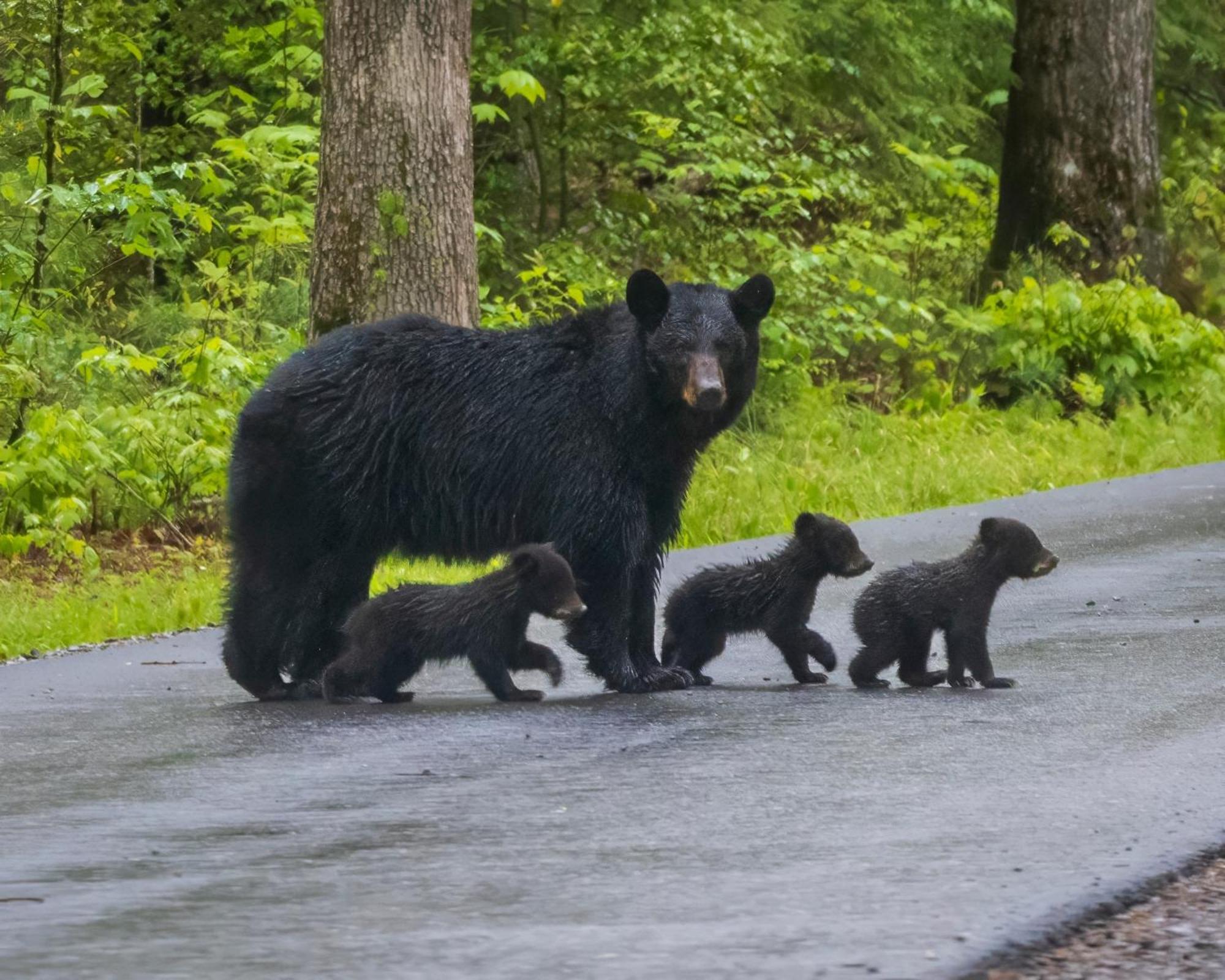Bear Den, Hot Tub, 1089 Of Free Attraction Tickets For Each Paid Day, Dollywood And More! Сивиървил Екстериор снимка